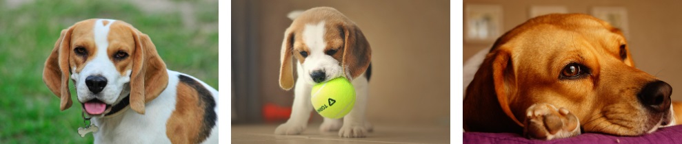 비글 성격 특징 유의사항