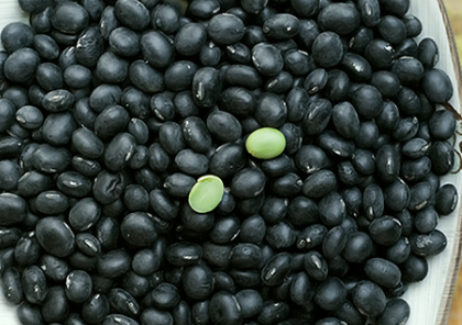 서리태 파종시기의 실수 사례 1