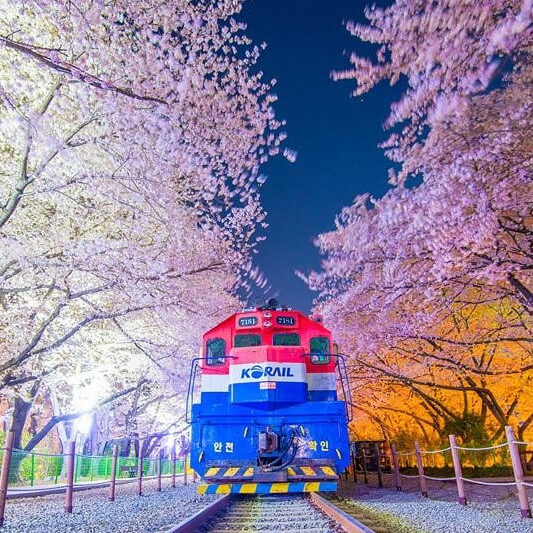 진해군항제-벚꽃축제
