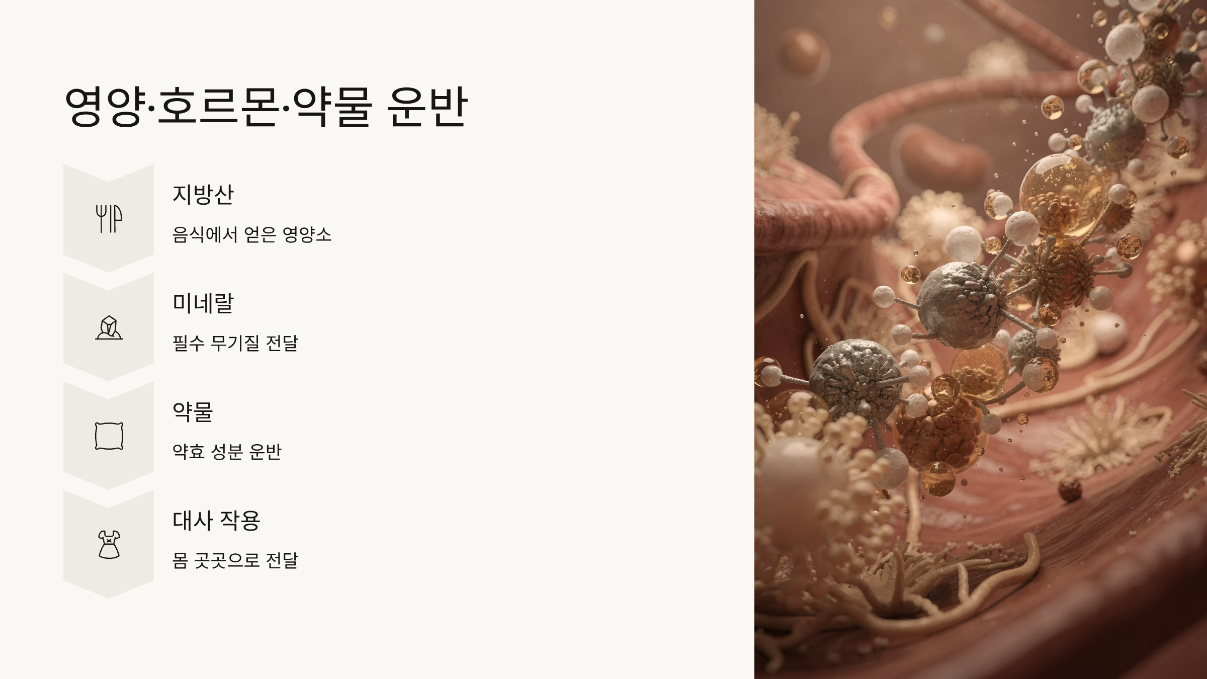 알부민의 효능 영양,호르몬,약물 운반