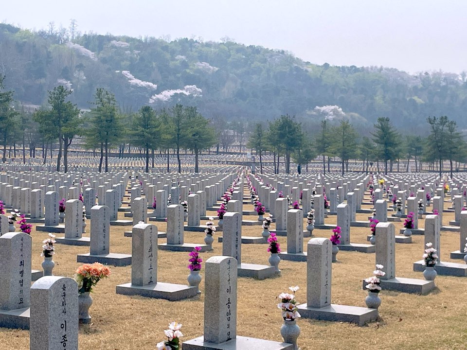 벚꽃