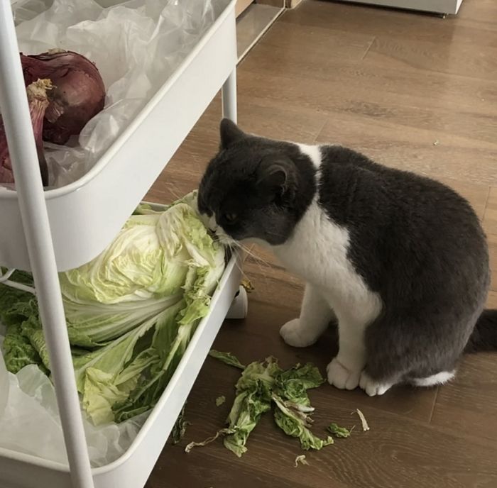고양이