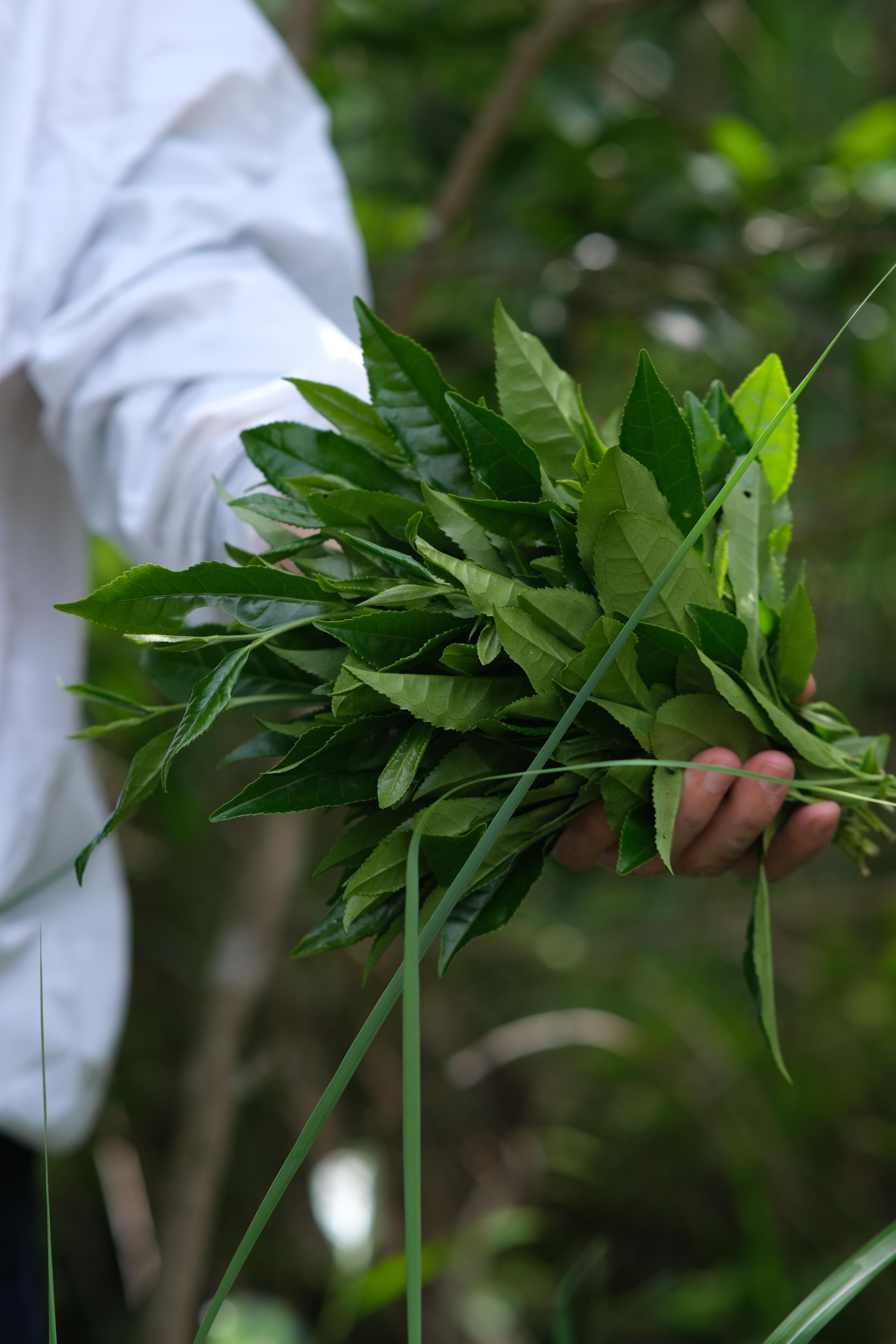 다이어트를 도와주는 차: 녹차와 우롱차