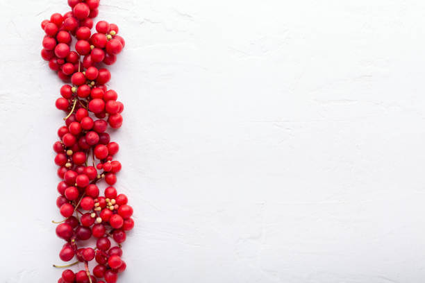 오미자 효소 효능