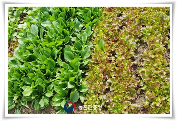 "텃밭, 4월에 심기 좋은 작물" 상추 시금치 열무 쑥갓 케일 루꼴라 당근 비트 무 감자 완두콩 땅콩 녹두 ...