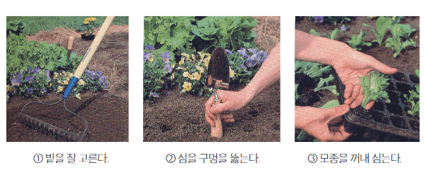 모종 심기
