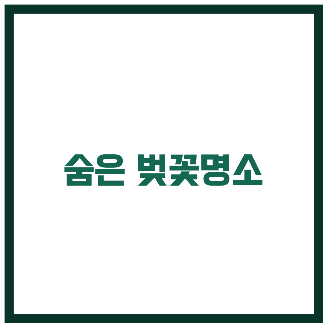 조용히 즐기는 숨은 벚꽃명소