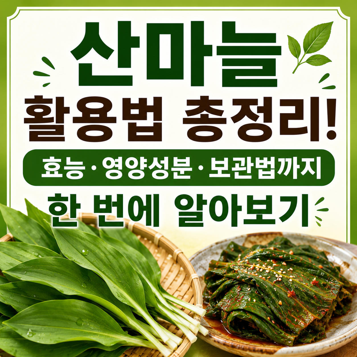 산마늘 효능