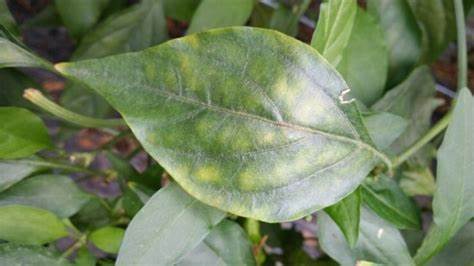 고추병충해 종류 사진 방재, 역병 탄저병 바이러스병 풋마름병