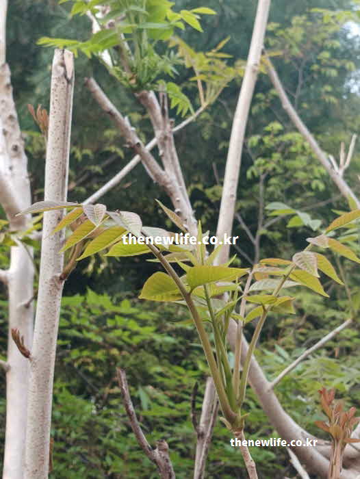 가죽나물 효능 면역력 증진 사포닌 비타민C