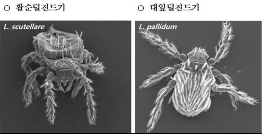진드기-빈대-효과적인-퇴치제-기피제-살균기-스타일러스-비교구매가이드[가성비최고]