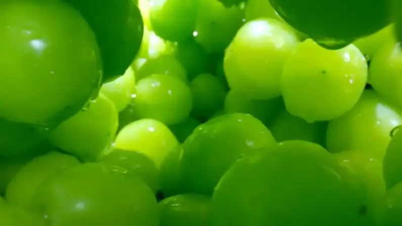 샤인머스켓가격효능