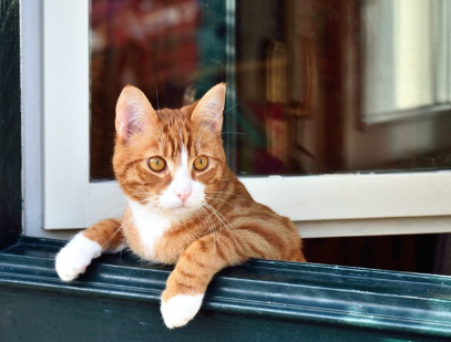 창문으로 밖을 내다보는 고양이.