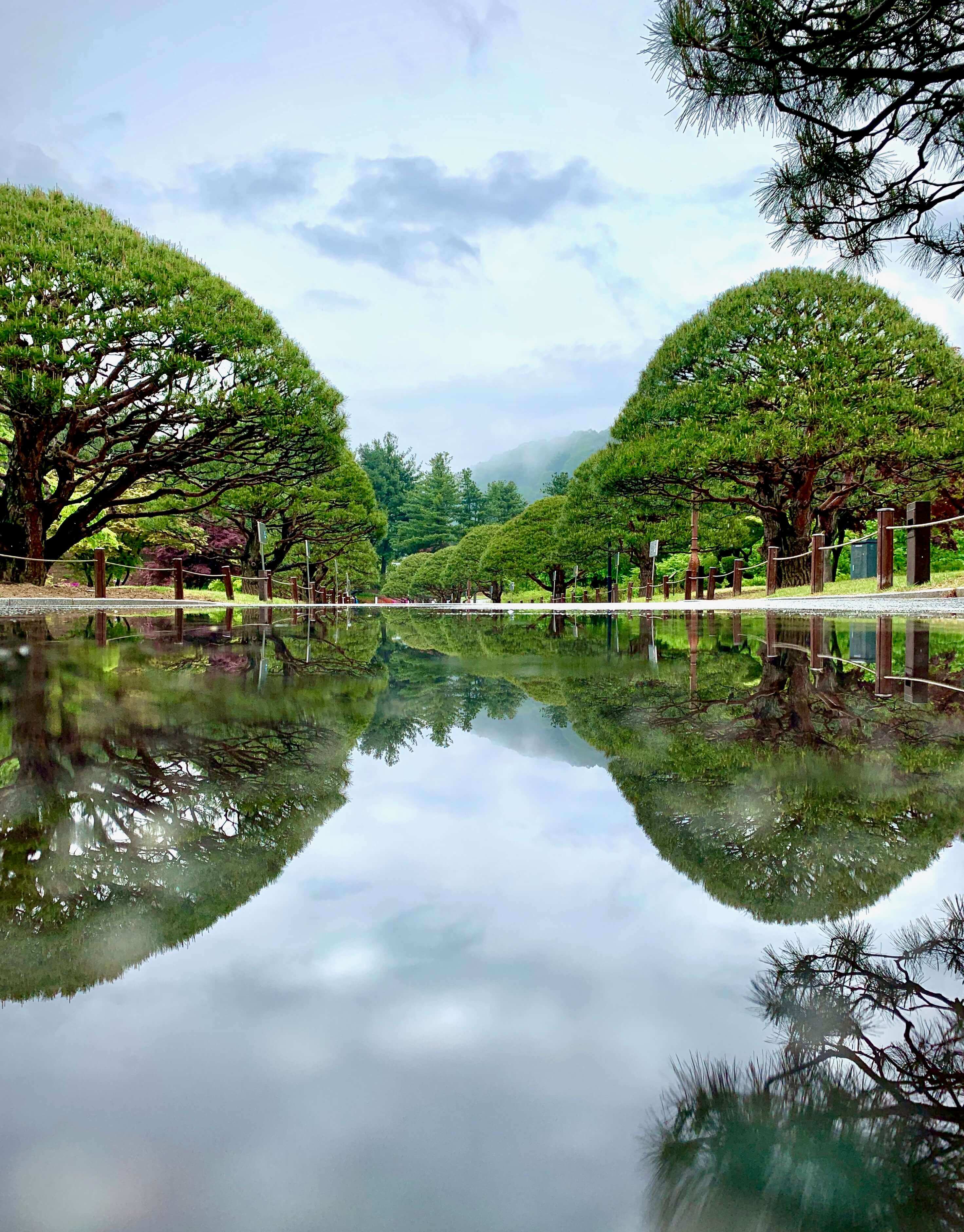 청남대 봄꽃축제 영춘제