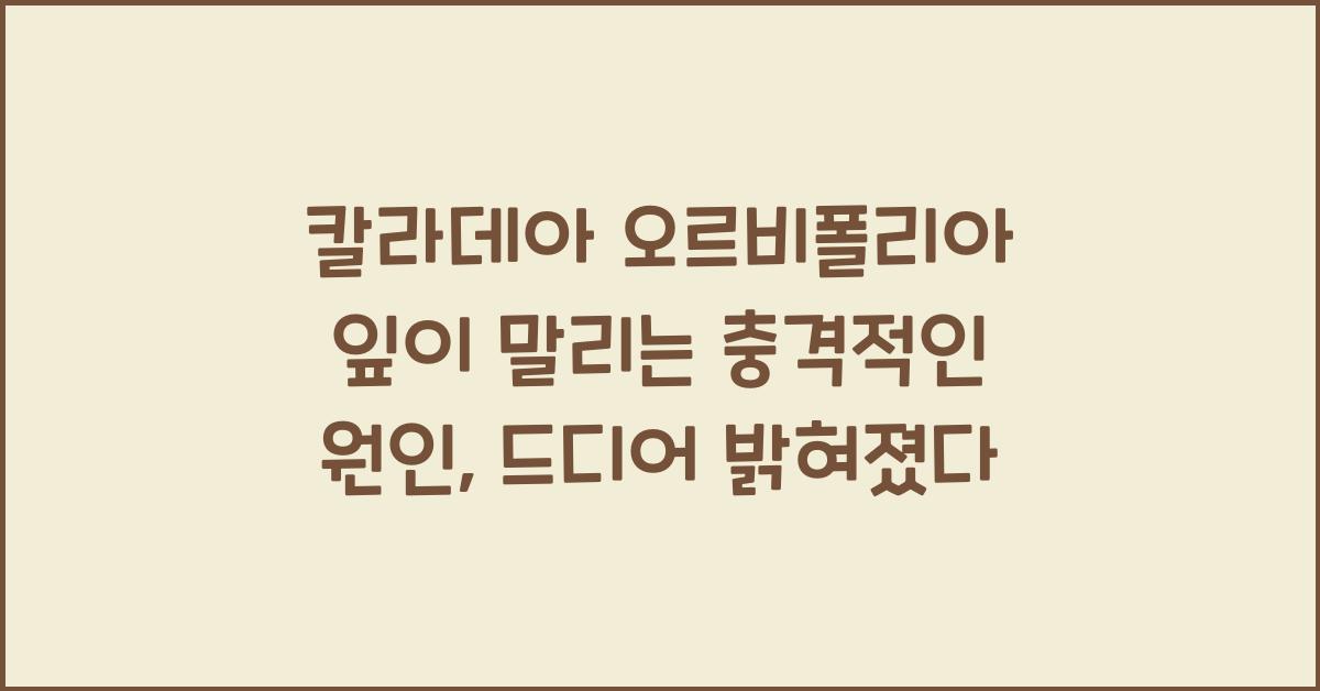 칼라데아 오르비폴리아 잎이 말리는 충격적인 원인
