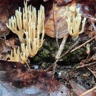 싸리버섯 효능 종류 채취시기 제철 손질법 요리법싸리 보관방법 정리_4