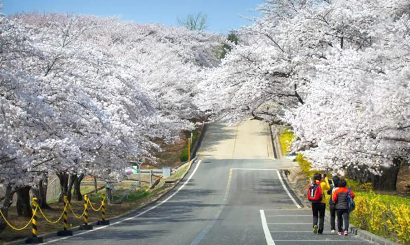 SK석유화학 벚꽃동산