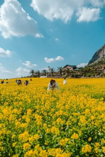 제주 유채꽃 개화 시기 봄 여행 필수 코스_12