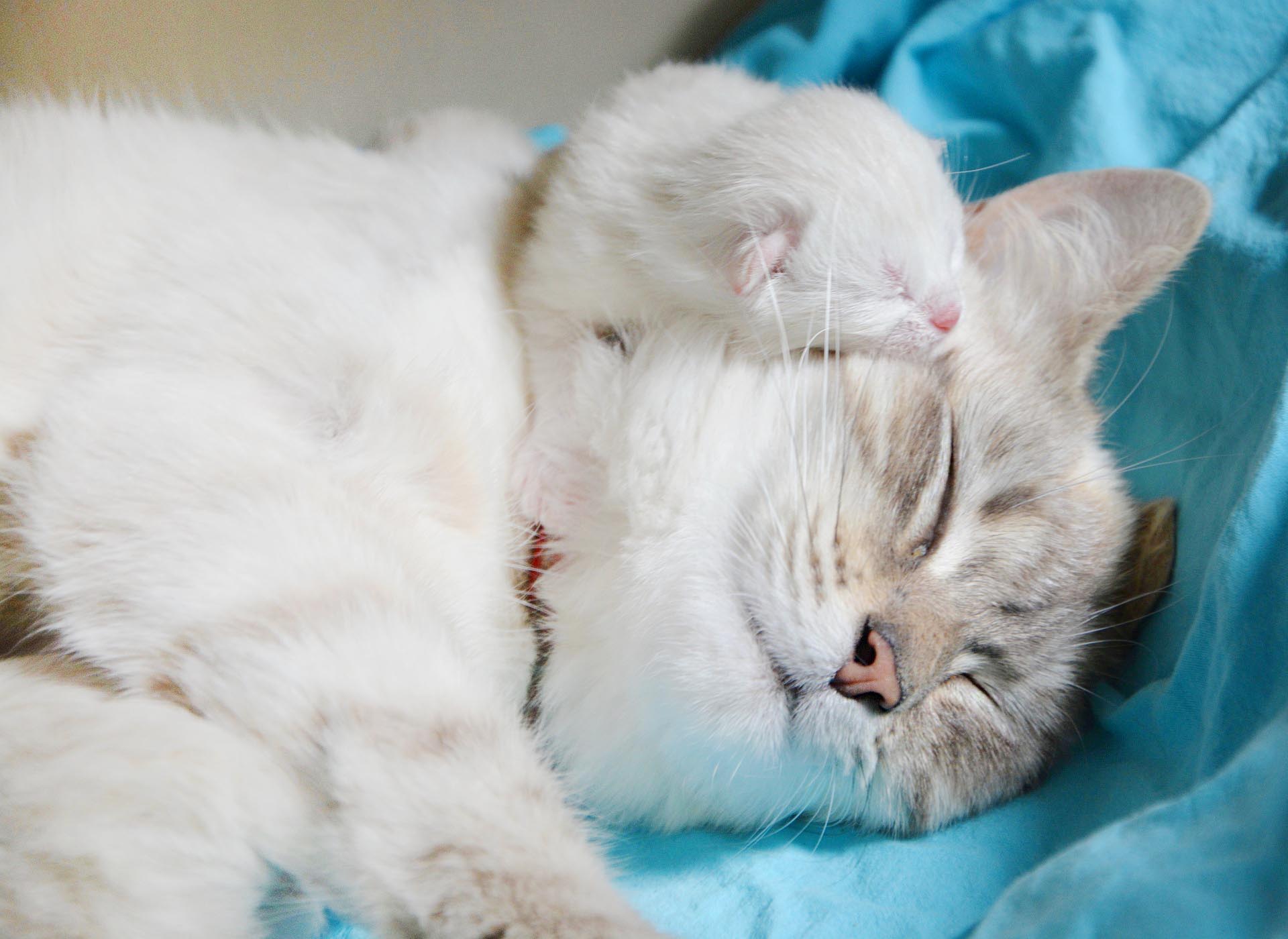 고양이 공동육아 관련 사진