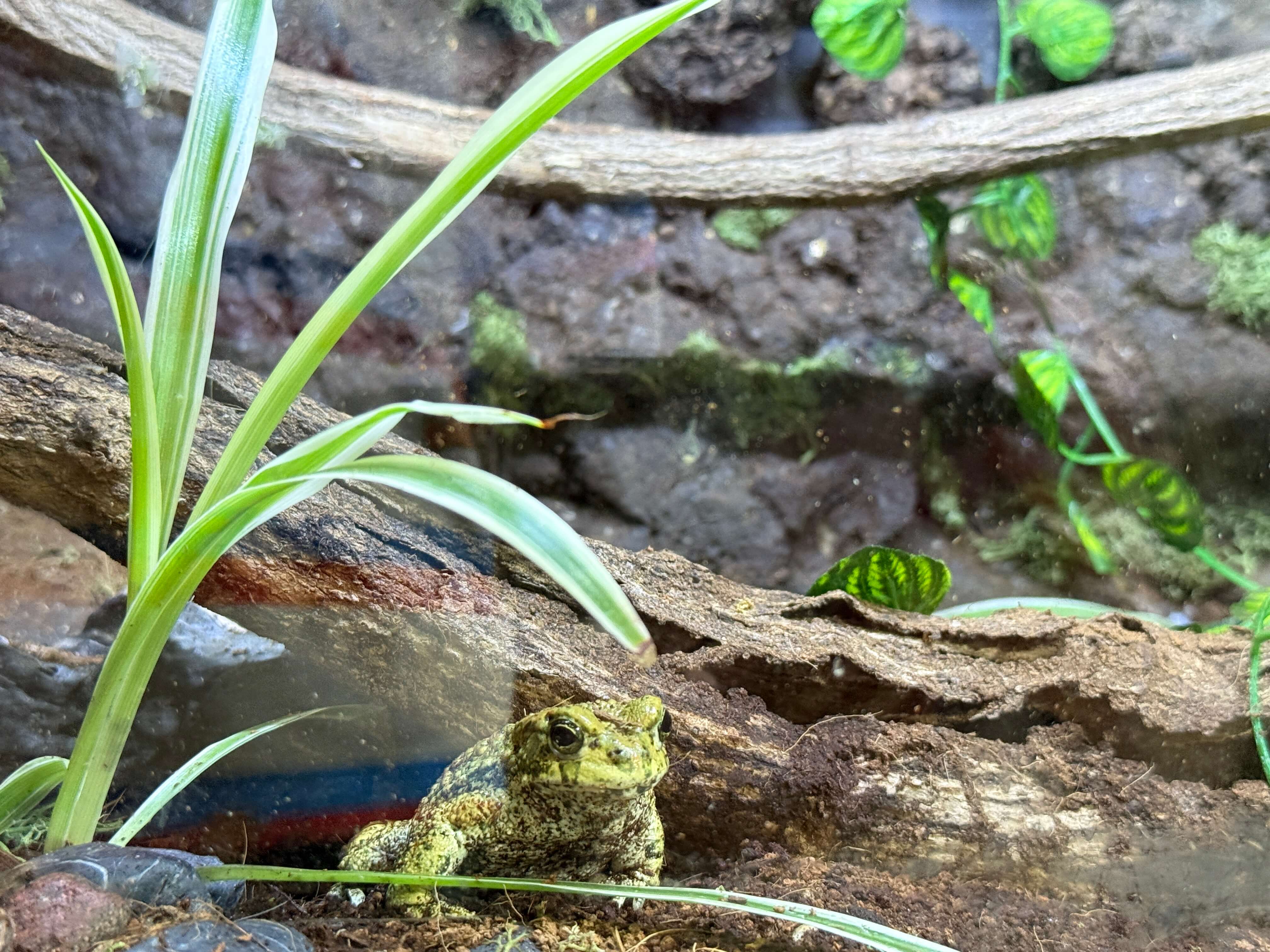 오산버드파크-파충류