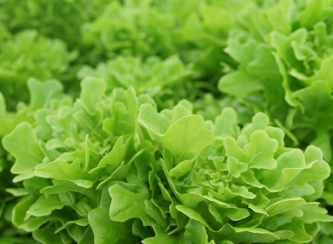 농업경영체 등록확인서 발급