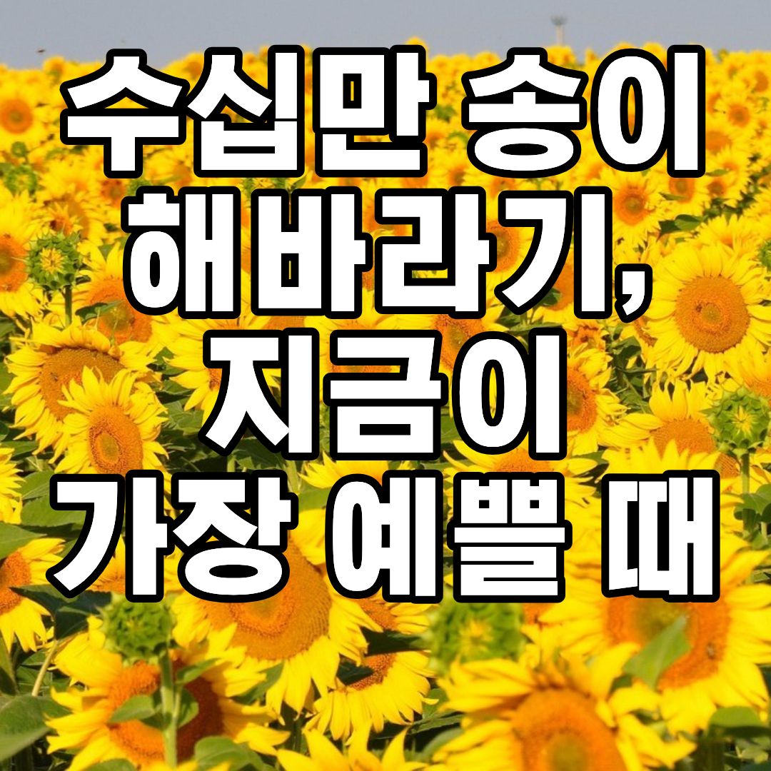 함안 강주 해바라기 축제 2026 풍차 포토존과 해바라기 꽃밭 전경