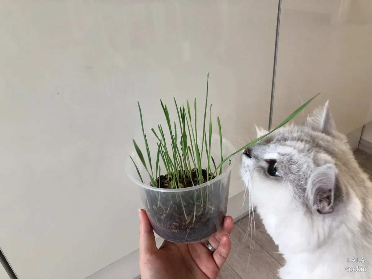 고양이-귀리-추천-그루루-새싹-냄새-맡는-고양이