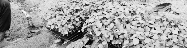 들깨 심는 방법