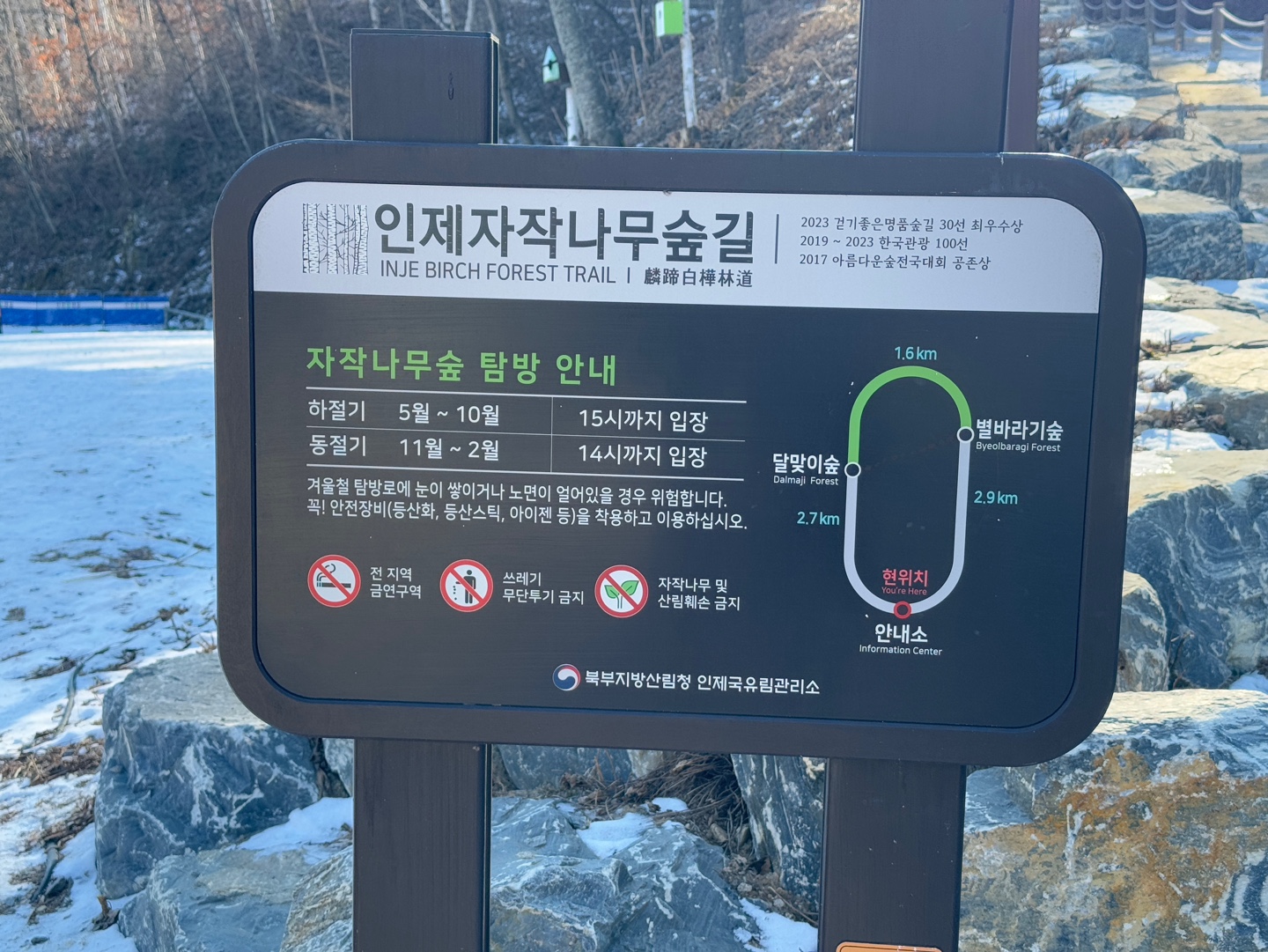 인제 자작나무숲