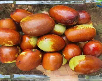 보은 대추축제_11