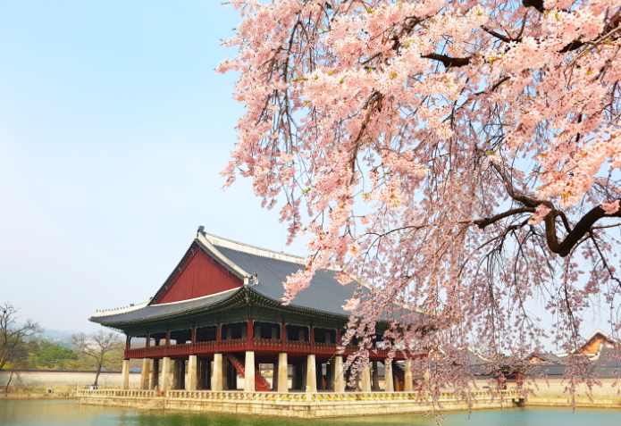 경복궁 벚꽃