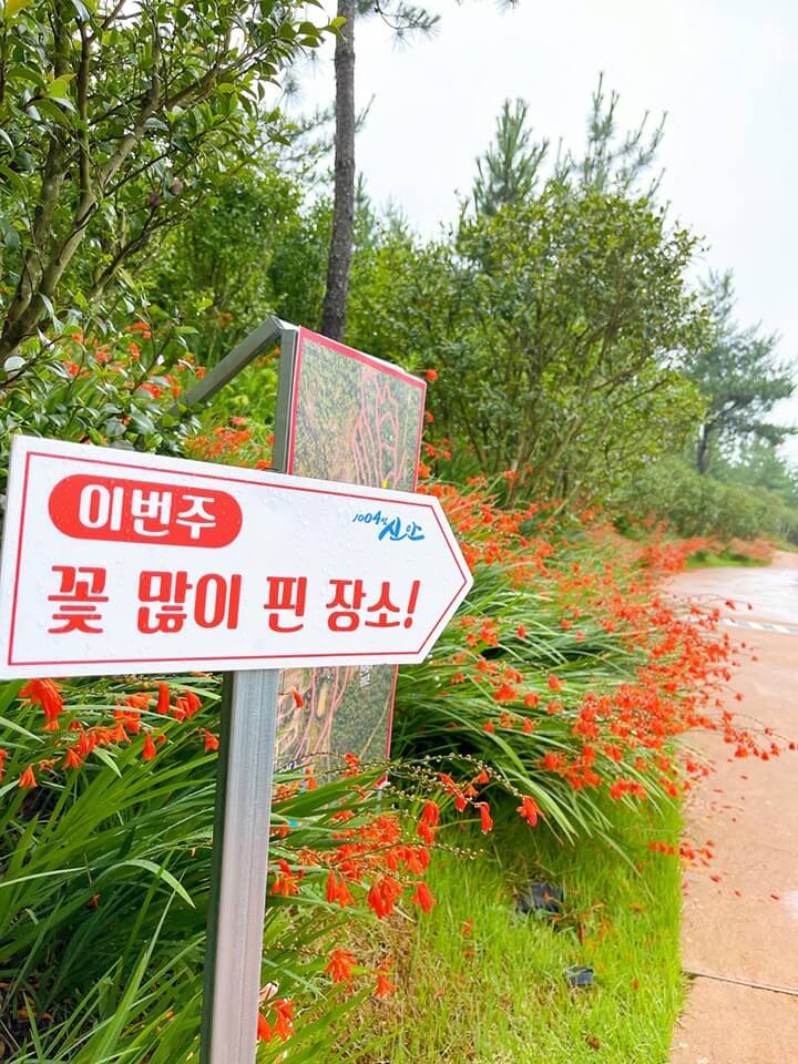 신안 섬 크로코스미아 꽃 축제