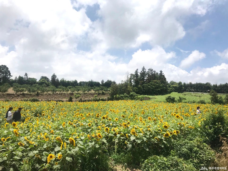 항파두리 항몽유적지