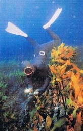 해산물 잡는 꿈 해몽풀이 [무료 꿈해몽]