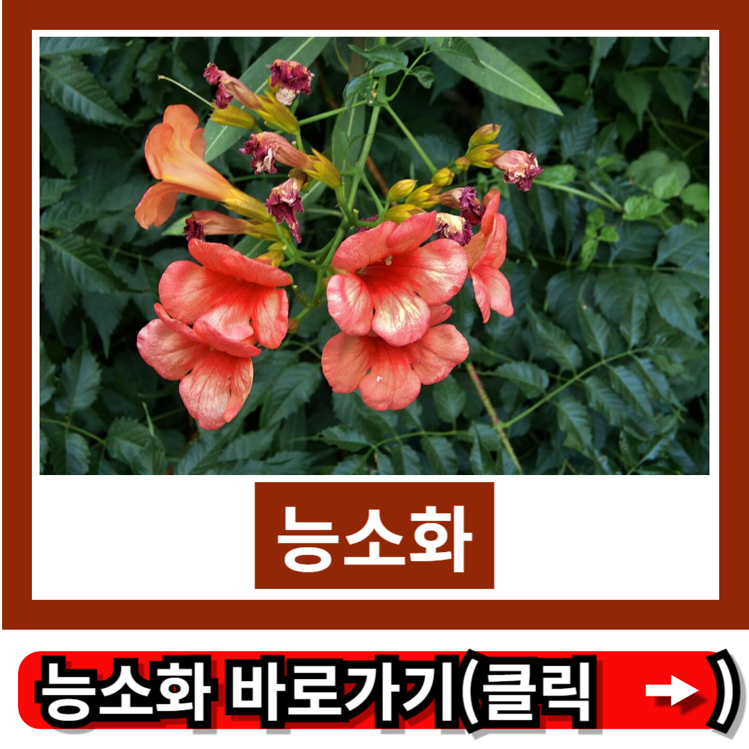 능소화