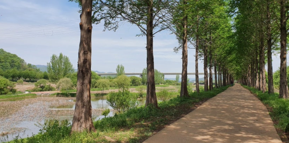 공주 정안천 메타세콰이어길