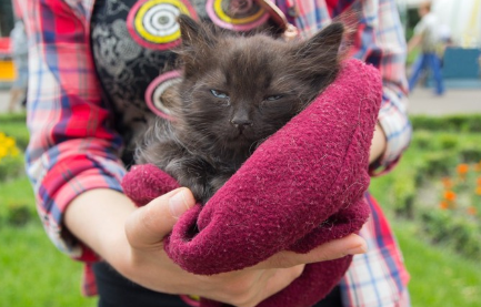 보호받는 고양이.