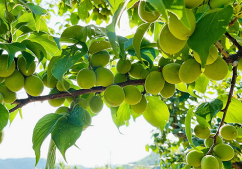 매실-5월-제철식재료