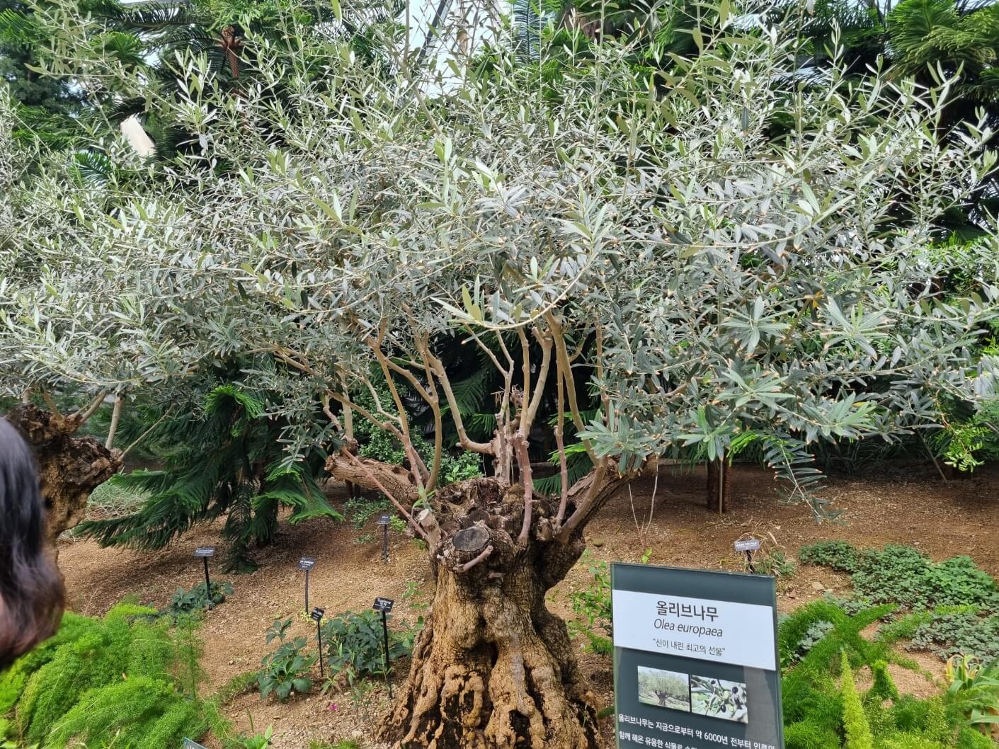 서울식물원 입장료