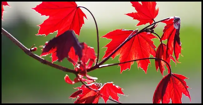 내장산 케이블카 예약방법, 요금, 주차장 정보 (+ 산행코스 )
