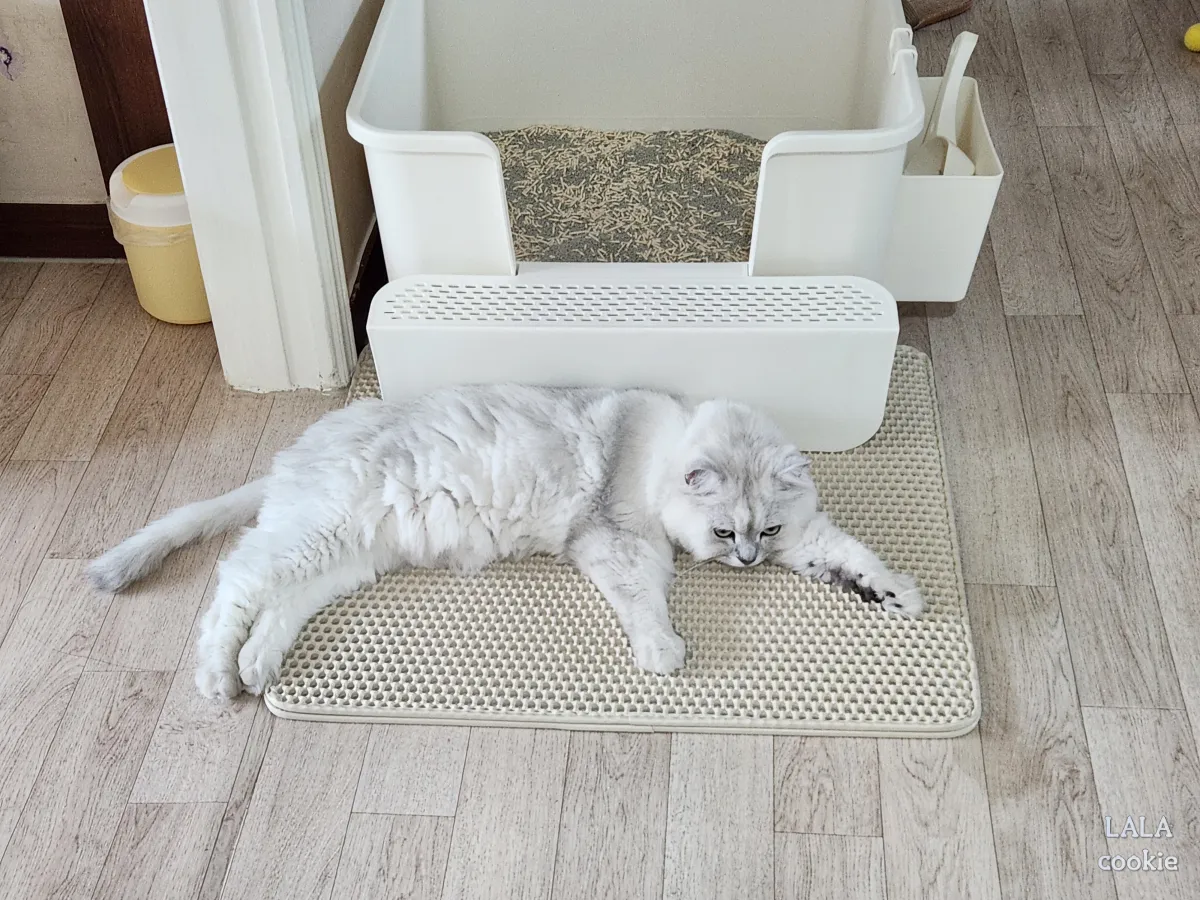 고양이-모래-바꾼-후기-반응-화난-듯한-고양이