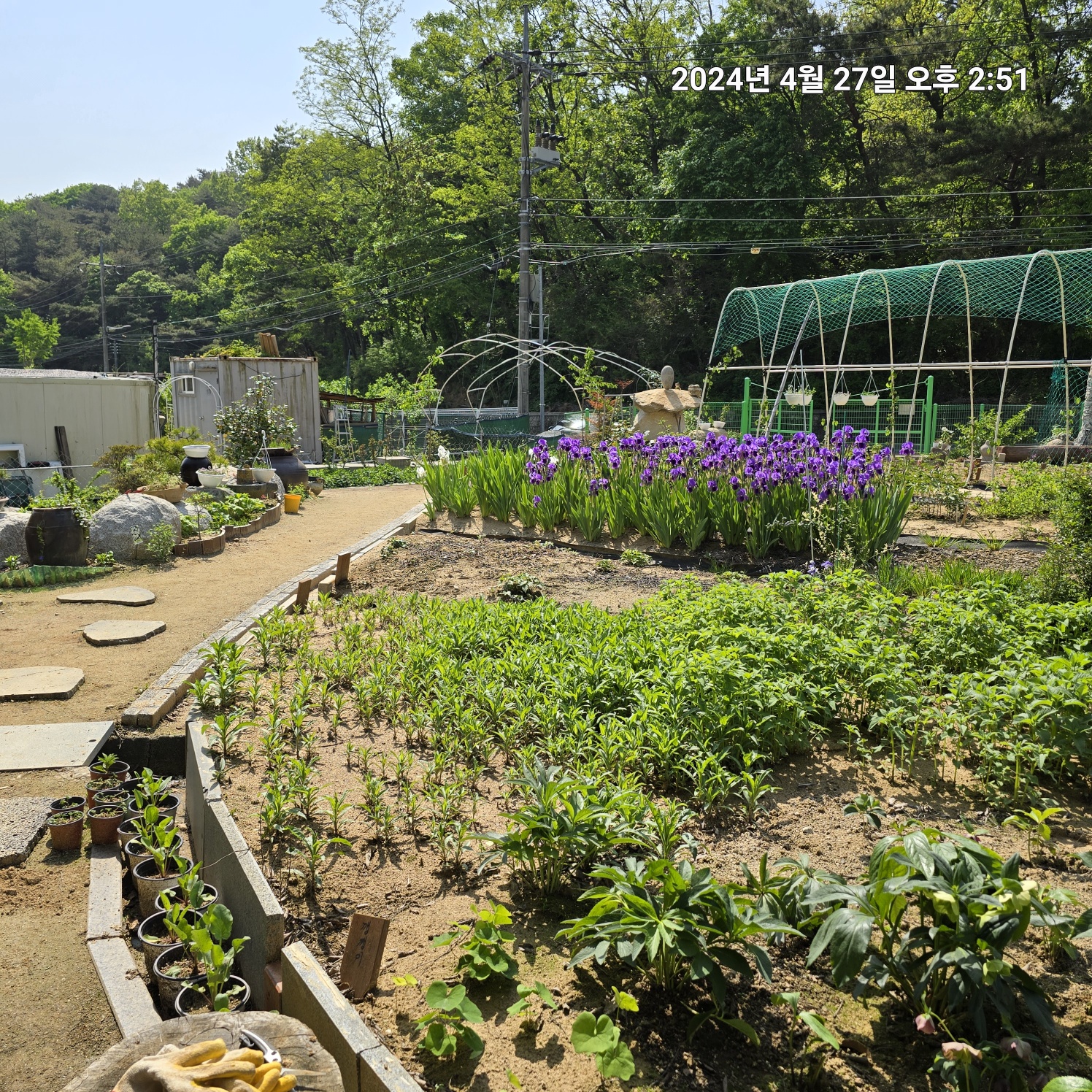 이팝·조팝나무: 봄마다 느껴보는 약제로 사용되는 목상산과 수선국이라 불리는 조팝나무의 전설, 주말에 들러본 가족농장