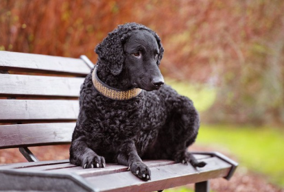 벤치에 앉는 컬리 코티드 리트리버.
