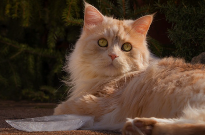 얼음과 고양이 사진.