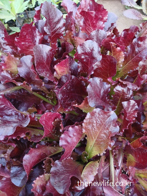 Fresh red leaf lettuce harvested in bulk – ideal for people seeking the health benefits of lettuce-한 번에 수확한 싱싱한 적상추 – 상추 효능이 꼭 필요한 사람들에게 알맞은 건강 식재료