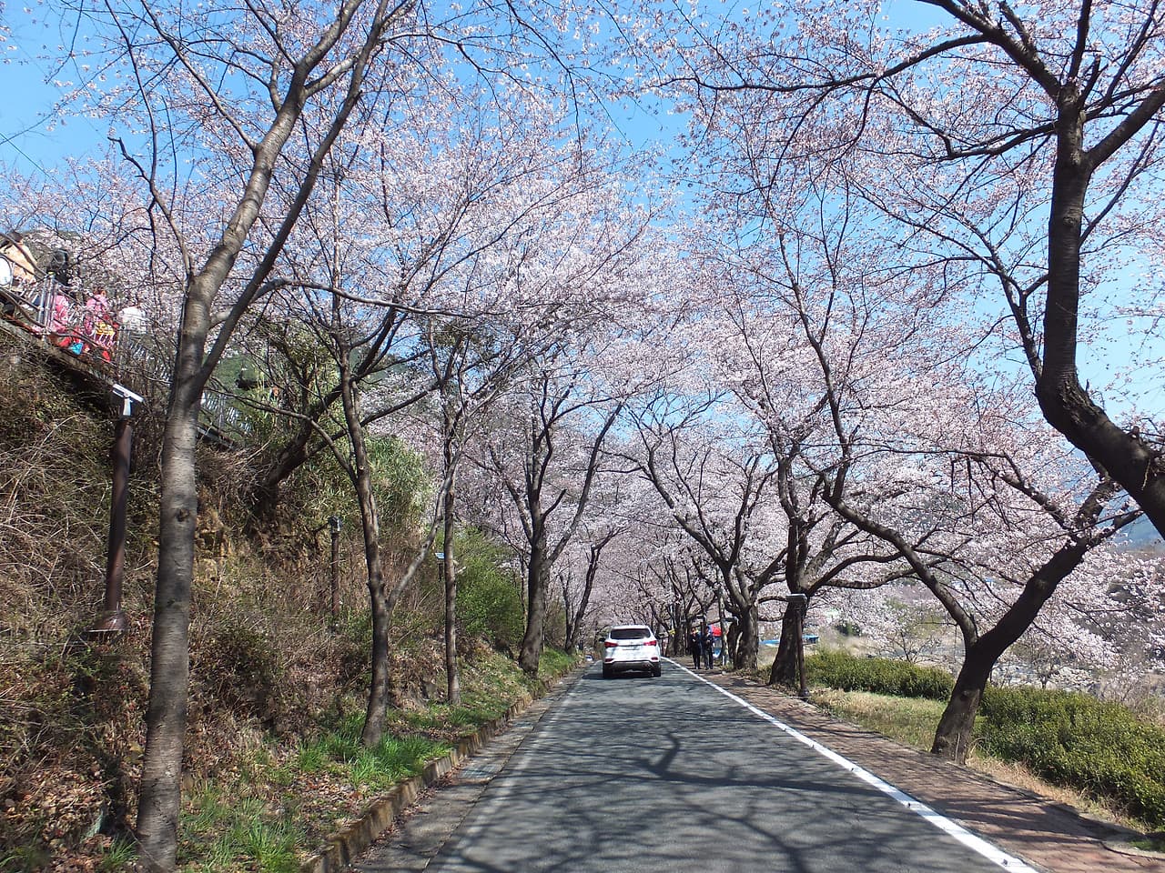 벚꽃로드 2