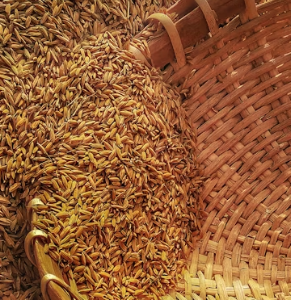 카무트 효소 부작용 분말 다이어트