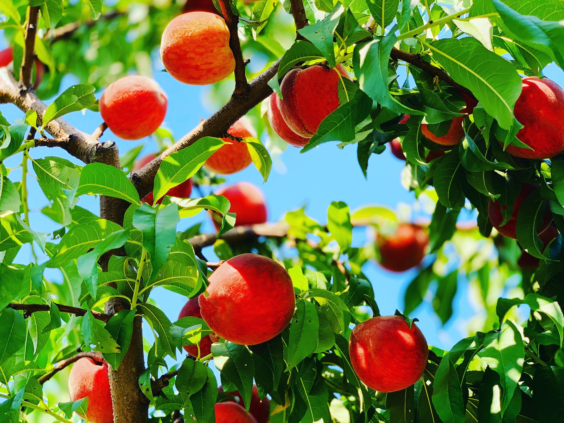 도시텃밭에 복숭아 장기 보관 될까?