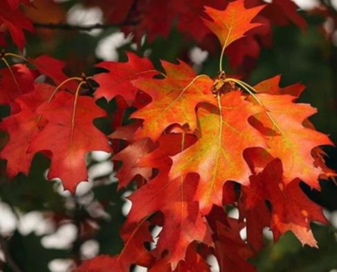 타트체리 부작용 효능