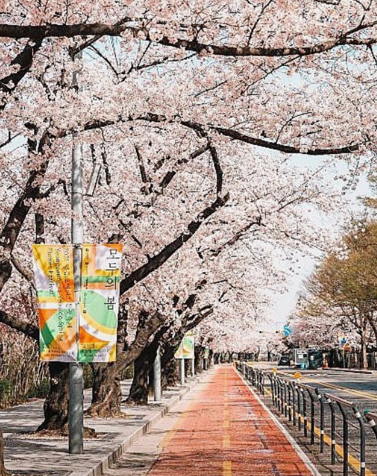 여의도벚꽃축제